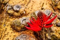 Red coral tree flower and trunk