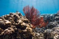 Red corals underwater in blue ocean Royalty Free Stock Photo