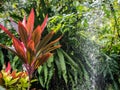 Red Cordyline grow in the park