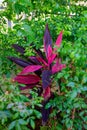 Red Cordyline leaves closeup in garden- Cordyline fruticosa, Cordyline terminalis or Ti plant Royalty Free Stock Photo