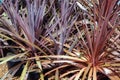 Red Cordyline Plants in Pots Royalty Free Stock Photo