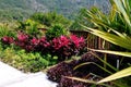 Red cordyline terminalis Royalty Free Stock Photo