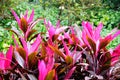 Red cordyline terminalis Royalty Free Stock Photo