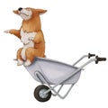 Red Corgi dog imperiously sits in a wheelbarrow. Cute eared puppy. isolated illustration on white background