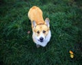 Portrait of a cute red Corgi dog sitting on the green grass and loyally looking up on the master