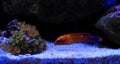 Red Coris African Wrasse - Coris gaimard Royalty Free Stock Photo