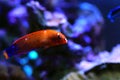 Red Coris African Wrasse - Coris gaimard Royalty Free Stock Photo