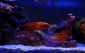 Red Coris African Wrasse - Coris gaimard Royalty Free Stock Photo