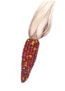 Red corn cob. Realistic botanical illustration of Zea mays plant. Colorful watercolor. Aquarelle technique. Watercolour painting.