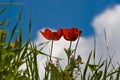 Red corn poppies