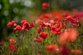 Red Corn Poppy Flowers