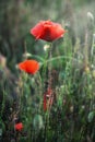 Red corn poppy flowers Royalty Free Stock Photo