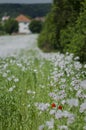 Red corn poppy among Opium poppy plants Royalty Free Stock Photo