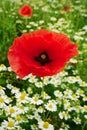 Red corn poppy papaver and chamomile flowers growing on colorful meadow in countryside. Spring field in blossom. Royalty Free Stock Photo