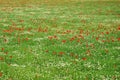 Red corn poppy and white daisy flowers field Royalty Free Stock Photo