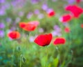 Red Corn Poppy in a Wildflower Field