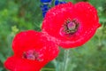 Red Corn Poppy in a Wildflower Field