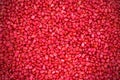 Red Corn Seed