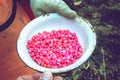 Red corn seed in the farmer`s bowl for planting, GMO concept Royalty Free Stock Photo