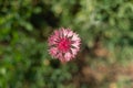 Red cornflower on a background of blue grass Royalty Free Stock Photo