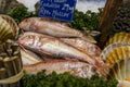 cornish mullet fish with parsley and ice on a counter for sale