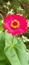 The red cosmos flower with a combination of yellow on a very beautiful pistil. Royalty Free Stock Photo