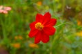 The red cosmos flower