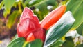 red costus barbatus flower