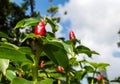 Red Costus spicatus with blue sky and white clound background