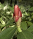 Red costus spicatus flower close-up Royalty Free Stock Photo