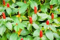 red costus or spiral gingers growing in the garden,