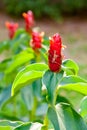 red costus or spiral gingers growing in the garden