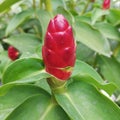 Costus woodsonii Royalty Free Stock Photo