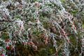 Red Cotoneaster berries covered with hoar frost on a cold winters day Royalty Free Stock Photo