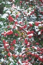 Red cotoneaster berries, covered with snow, hang on a branch Royalty Free Stock Photo