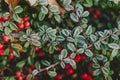 Red Cotoneaster berries and leaves covered with hoarfrost on a cold winters day Royalty Free Stock Photo