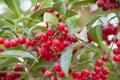 Red Cotoneaster 'Hybridus Pendulus' berries