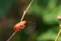Red cotton bug Royalty Free Stock Photo