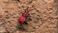 Red Cotton Bug. Cotton stainer Royalty Free Stock Photo