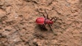 Red Cotton Bug Royalty Free Stock Photo