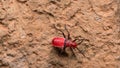 Red Cotton Bug Royalty Free Stock Photo