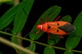 Red cotton stainer adult on the leaf of plant. It is a serious pest of cotton crops, the adults and older nymphs feeding on the Royalty Free Stock Photo
