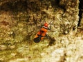 a red cotton stainer bug or Dysdercus cingulatus perching on the tree trun Royalty Free Stock Photo