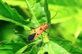 Red cotton stainer bug on a plant near Pune Royalty Free Stock Photo