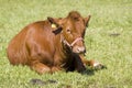 Red cow Royalty Free Stock Photo