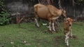 red cow and calf. cows graze in the fields. Royalty Free Stock Photo