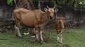 red cow and calf. cows graze in the fields. Royalty Free Stock Photo