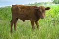 Brown cow calf in a pasture Royalty Free Stock Photo