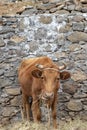 Red cow eats straw, tied to a rope, Santo Antao, Cape Verde Royalty Free Stock Photo