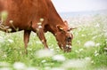 A red cow grazes Royalty Free Stock Photo